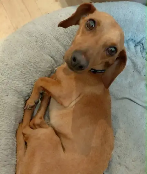 Junior *Foster Home Needed* photo 3