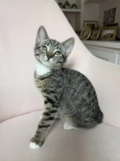 Dolce photo 2