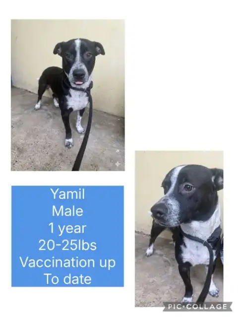 Yamil photo 2
