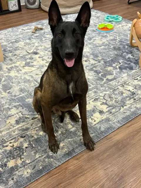 Echo