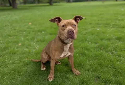 Tyson