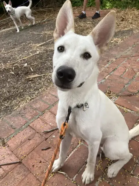 Gia
