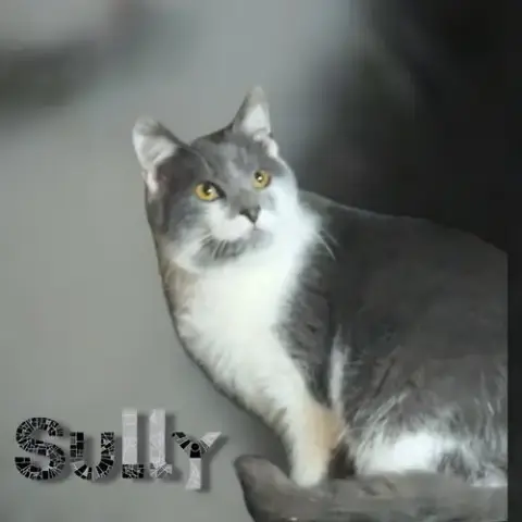 Sully photo 3
