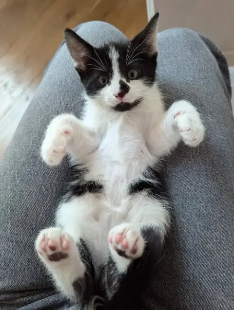 Oreo photo 5