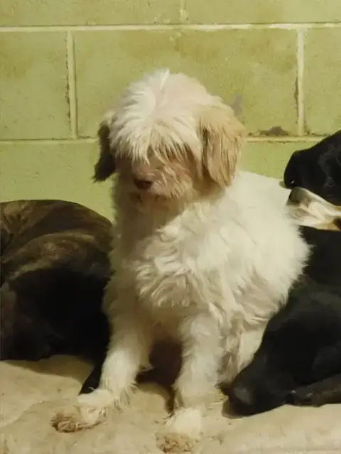 Dexter photo 2