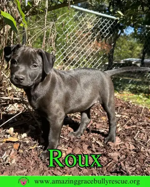 Roux 2 photo 3