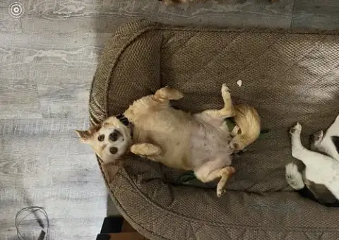 Molly photo 3