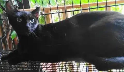 A-Mitzy Barn Cat photo 2