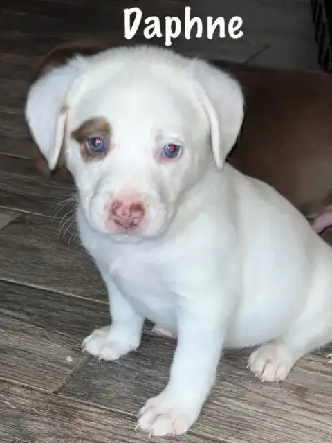 Daphne