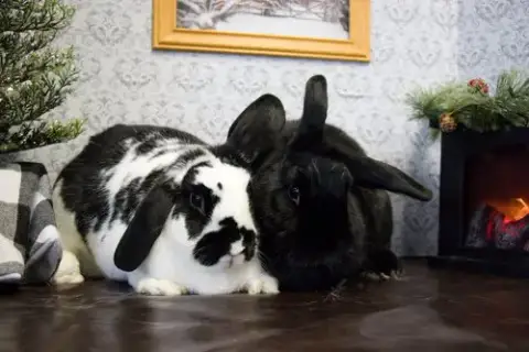 Chaya "Chi Chi" photo 5
