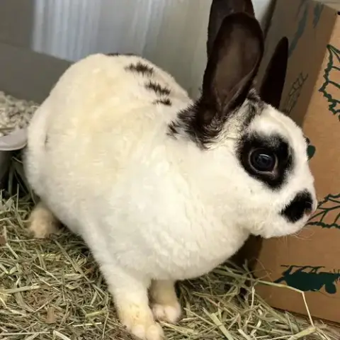 Trix