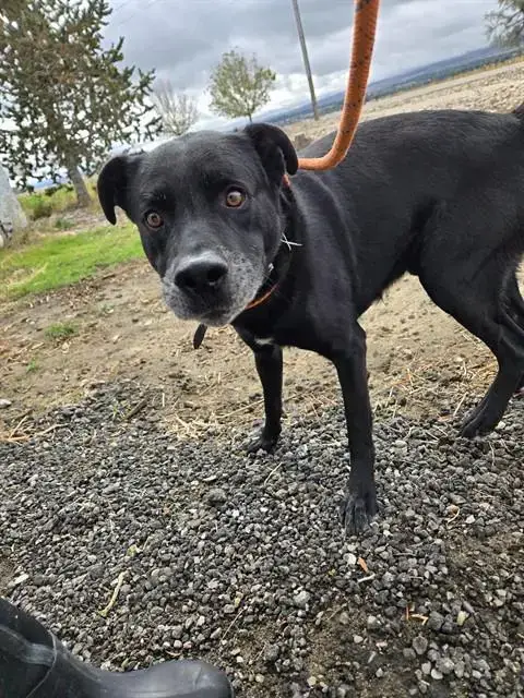 Toby