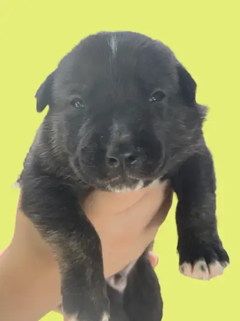 Momma Iris' Litter: Trooper