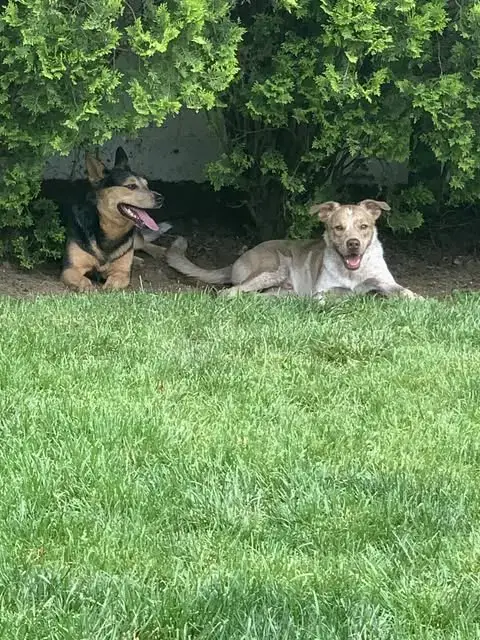 Bubba photo 4