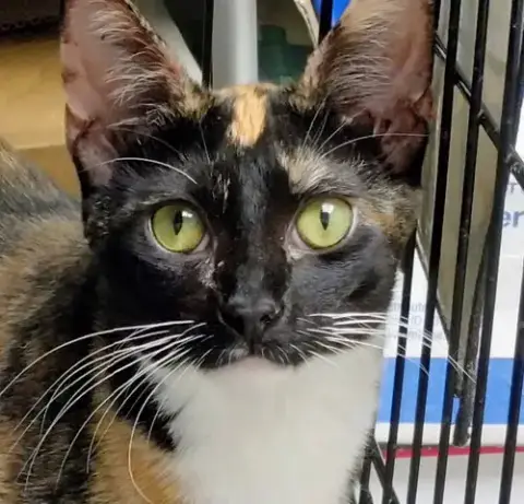 Clementine
