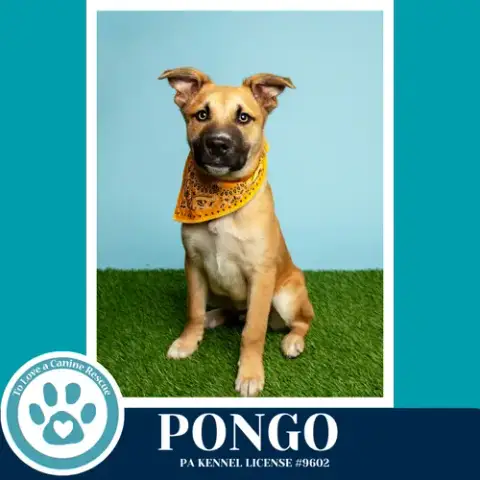Pongo 042526