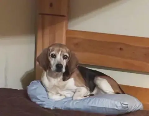 Shorty-Beagle Boy photo 2