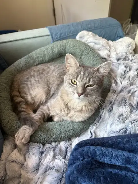 Sofia