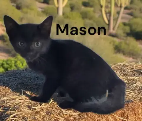 Mason photo 4
