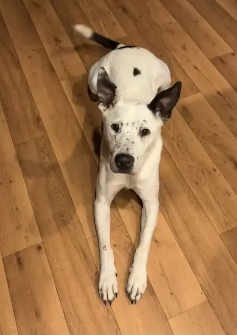 Gabe