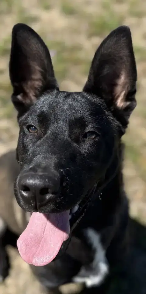 Nero photo 3