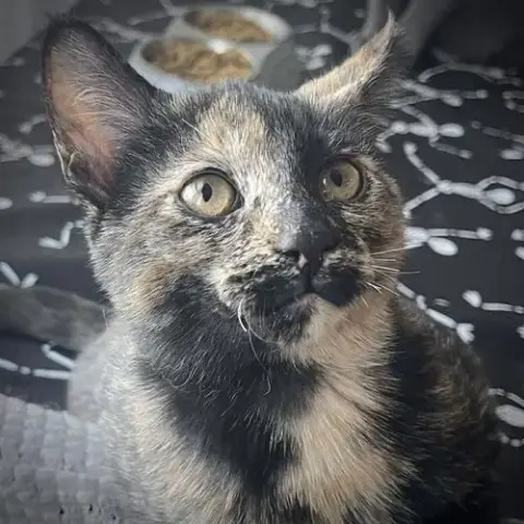 Freya
