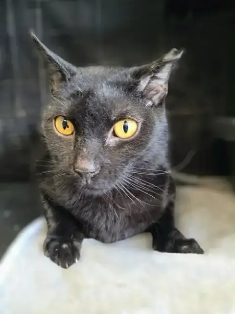 Anubis