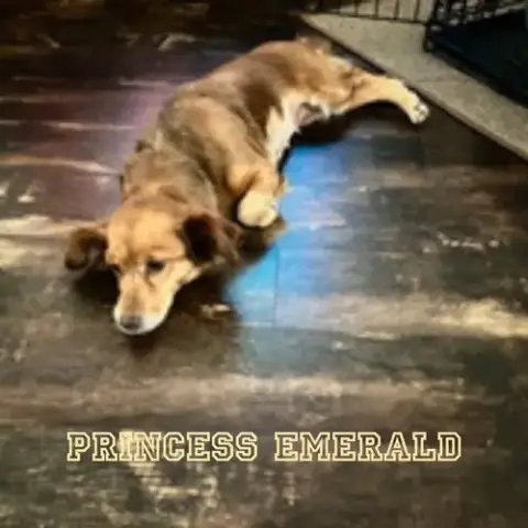Princess Emerald photo 3