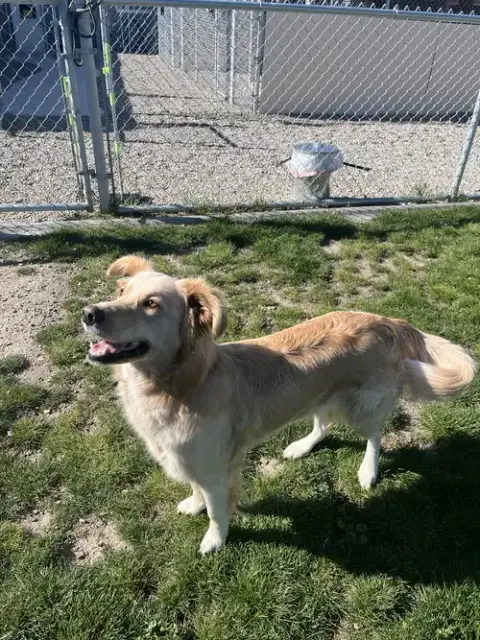 Adoption Pending