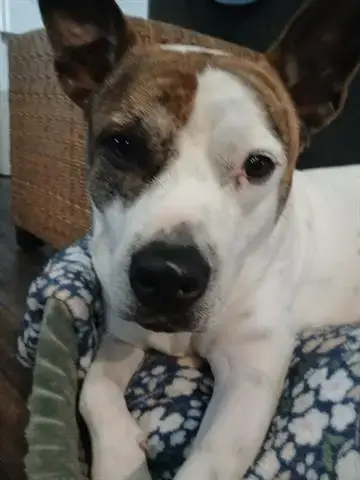 Sadie