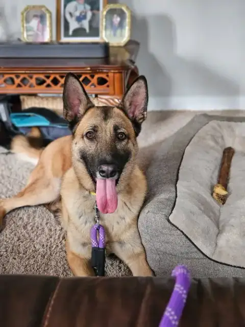 Koda photo 3