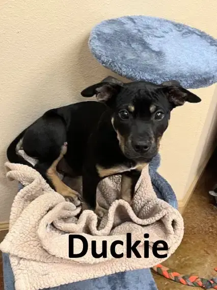 Duckie photo 2