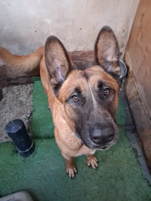 Duke G