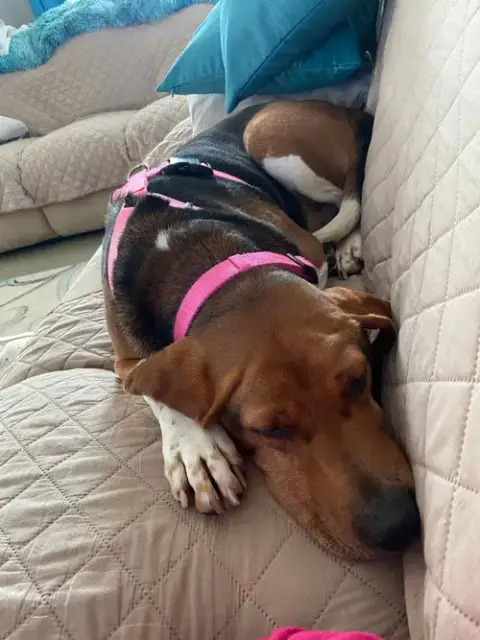 Molly photo 3