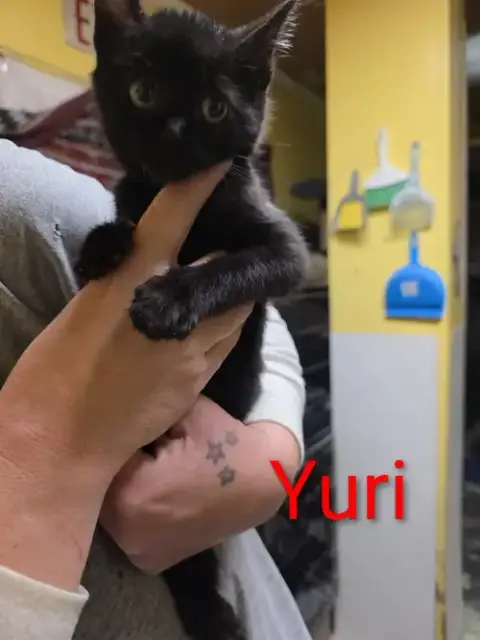 Yuri photo 3