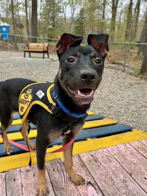 Mya