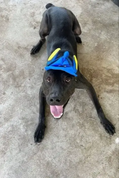 Jello