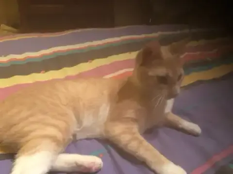Peaches photo 2