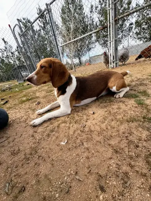Goose-Adopted 3/7/26 photo 4