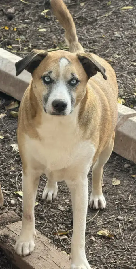 Brody