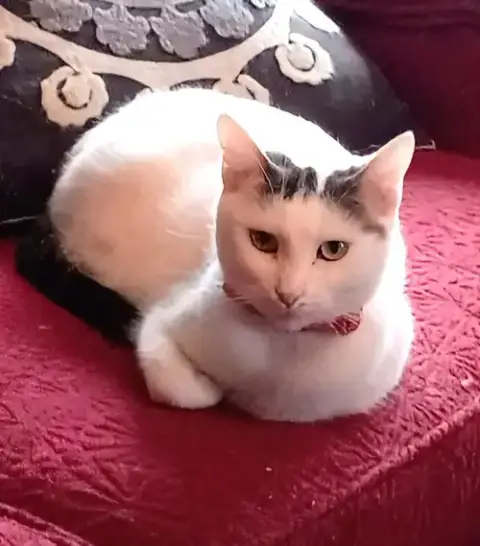 Kitty Moma Lily