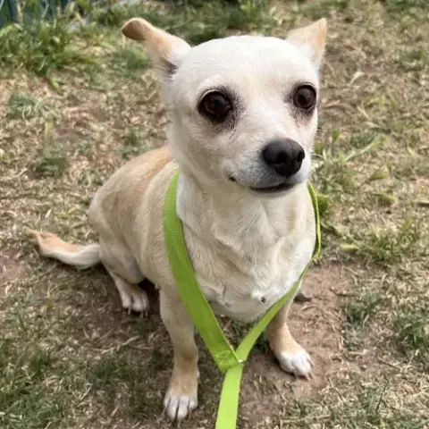 Bambi