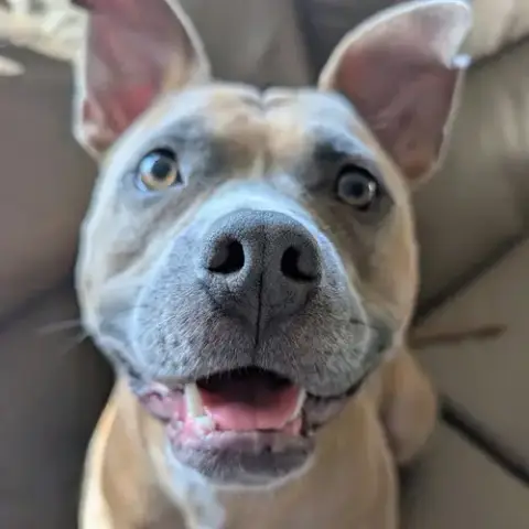 Nutmeg photo 2