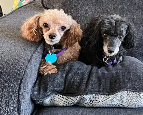 Emmie Lou & Chili