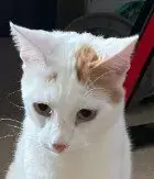 Milo photo 4