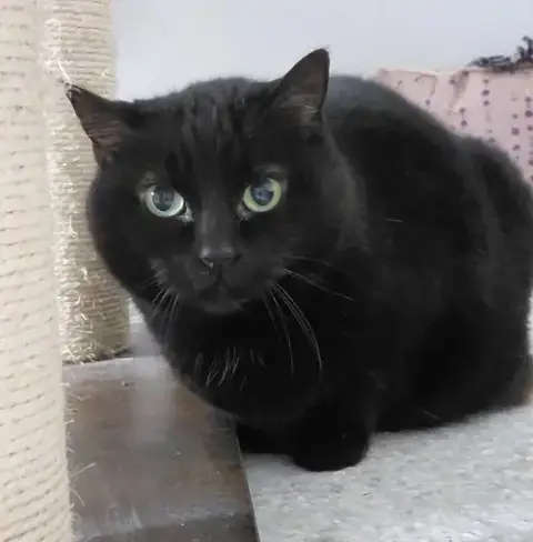 Delilah