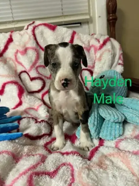Hayden