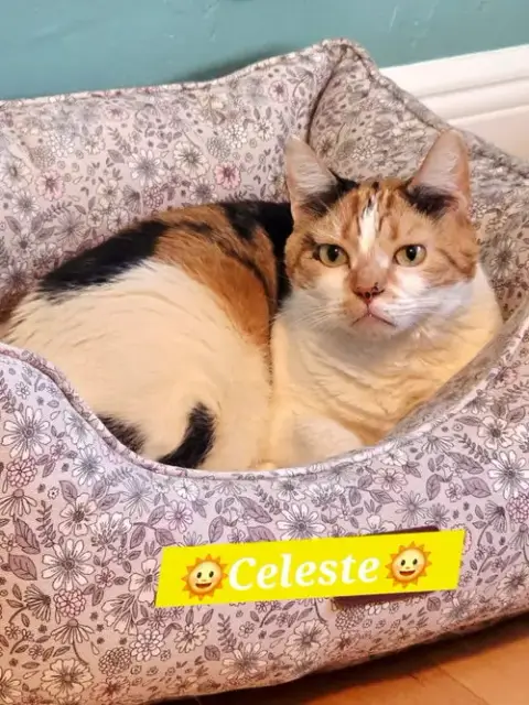 Celeste photo 3
