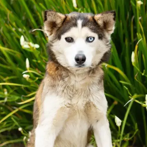 *Sherry Baby