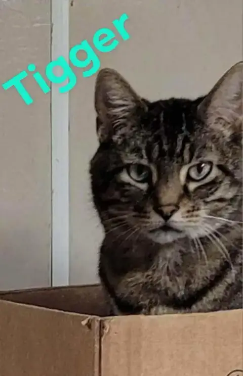 Tigger photo 3